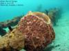 Giant Barrel Sponge