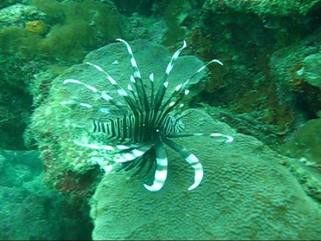 lion fish in D.R