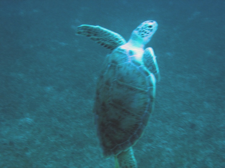 VI-turtle