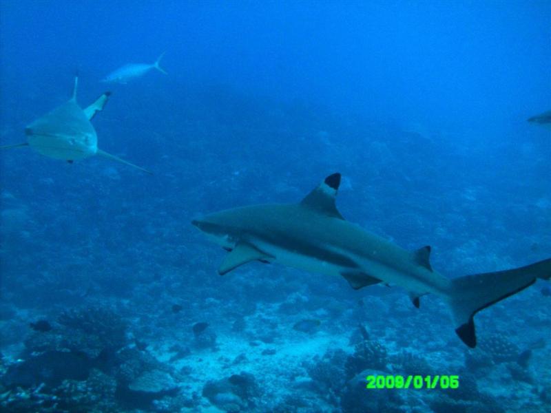 White Reef Tahiti