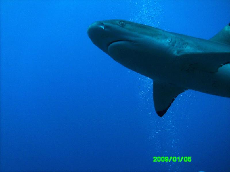 White Reef Tahiti 2