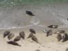 seals at Childrens Playground La Jolla, Ca.