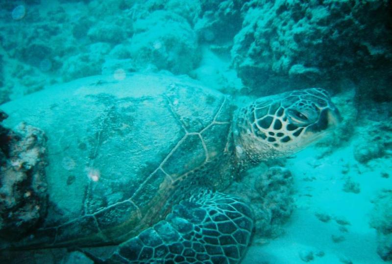 Honu 2