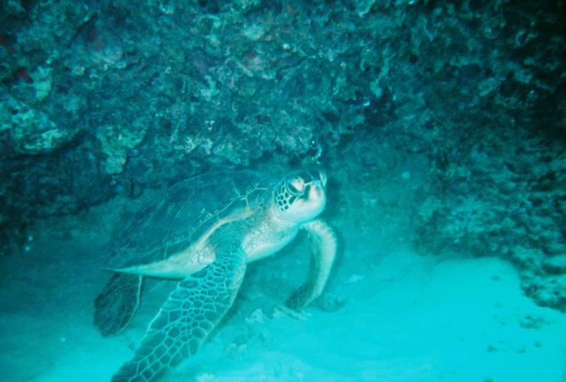 Baby Honu