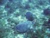 Turtle and Grey Angelfish at Cedron Pass, Cozumel