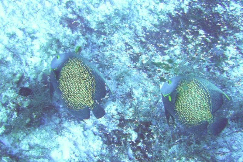 French Angelfish at Santa Rosa Wall, Cozumel