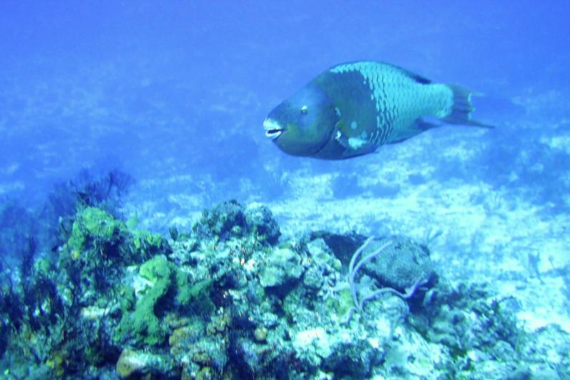 Large Parrotfish at Cedron Pass, Cozumel