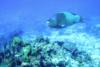 Large Parrotfish at Cedron Pass, Cozumel