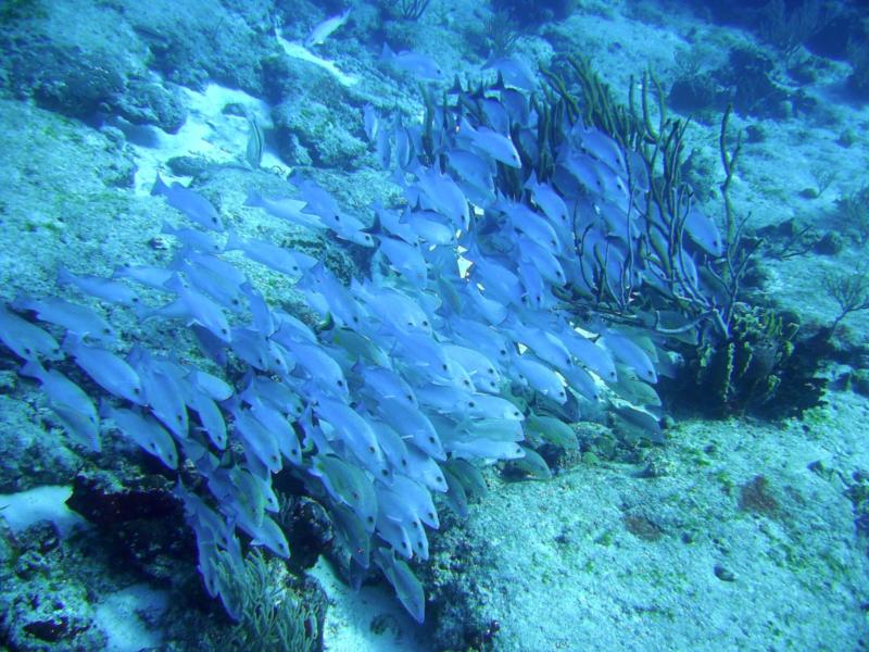 Snappers at Paradise Reef, Cozumel