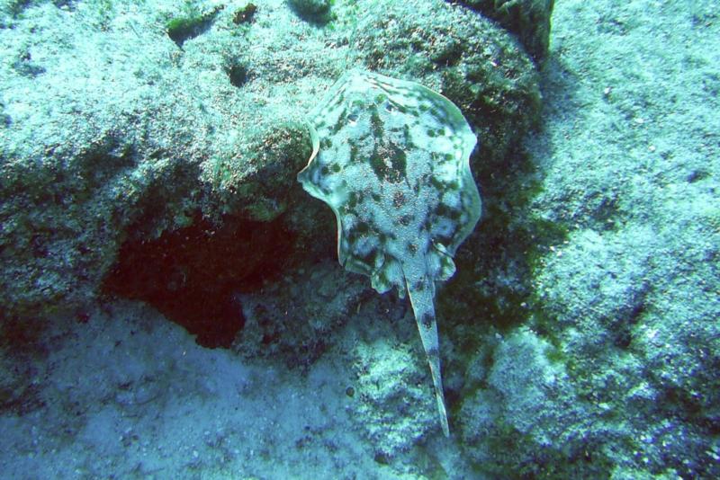 Stingray at Paradise Reef, Cozumel
