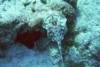Stingray at Paradise Reef, Cozumel