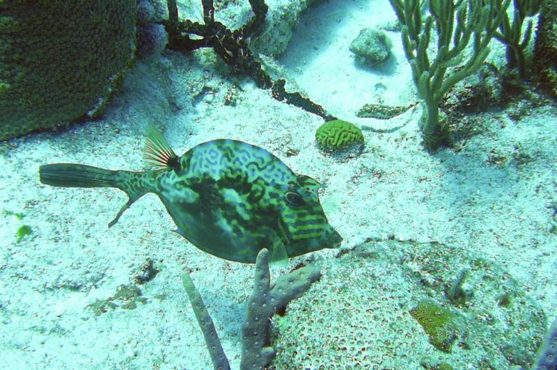 Scrawled Cowfish at Paradise Reef, Cozumel