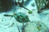Scrawled Cowfish at Paradise Reef, Cozumel