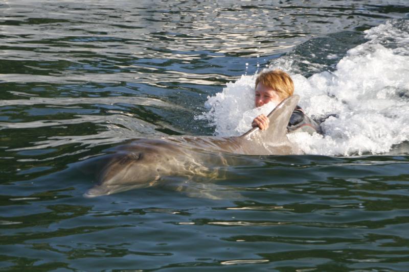 Dolphin Fun 