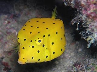 Yellow Box Fish