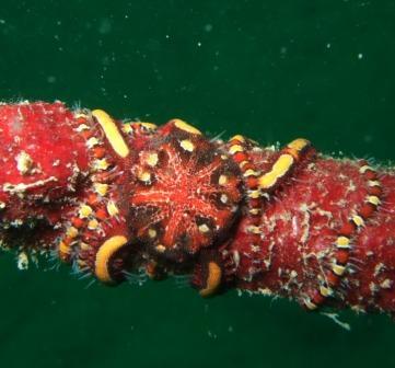 looks like a worm or snake,but its actually a Brittle Star