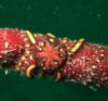 looks like a worm or snake,but its actually a Brittle Star