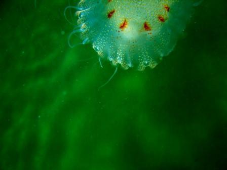 deadly toxins of the jellyfish