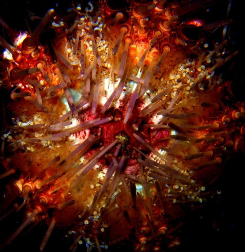 Sea urchin upside down