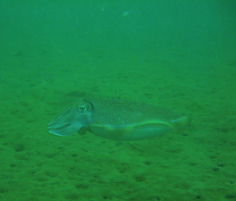 Giant Cuttlefish