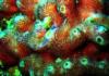 newly formed corals
