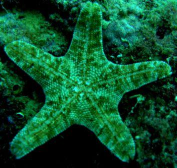 baby starfish