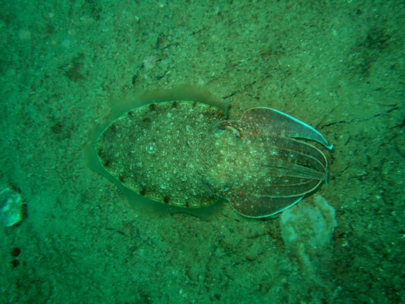 giant cuttlefish