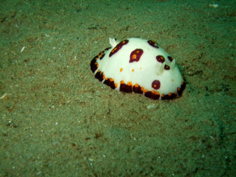 nudi branch