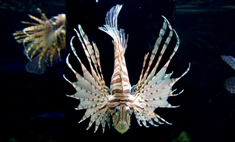 Lion Fish