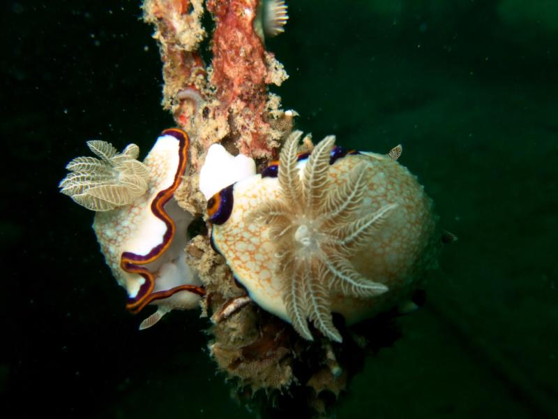 nudi branch