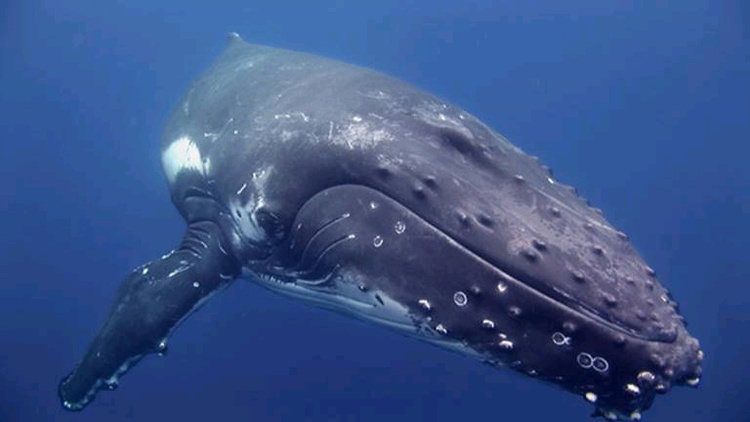 humpback