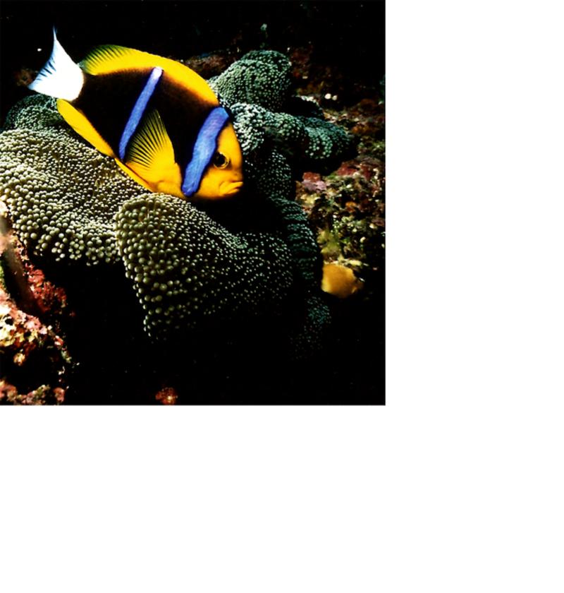 anemone fish in Palau