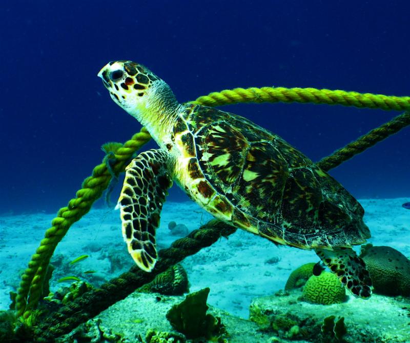 Turtle in Bonaire