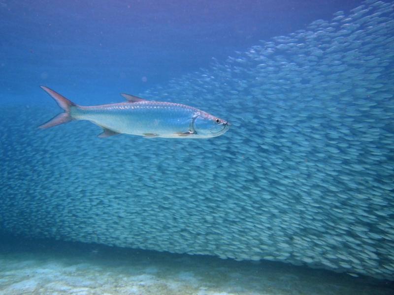 Tarpon in baitball, Bonaire May 2011