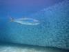 Tarpon in baitball, Bonaire May 2011