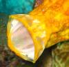 Frogfish stretching his mouth