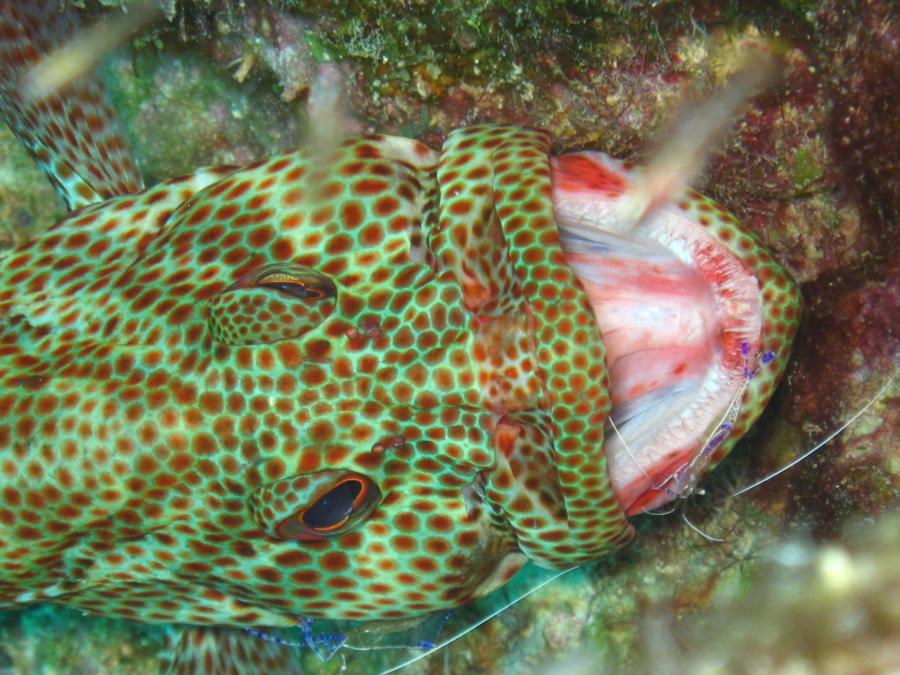 Grouper getting a dental cleaning