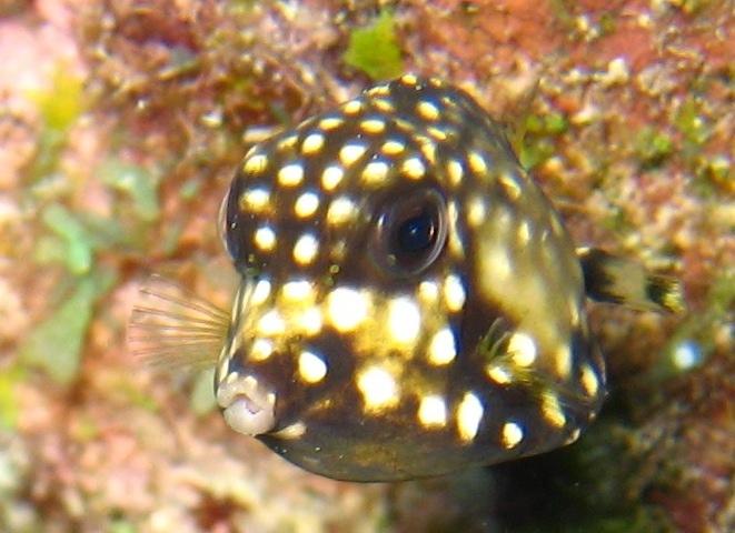 Juvenile spotted trunkfish