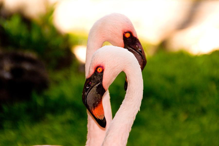 Flamingos Bonaire