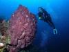 Diving in the Caymans