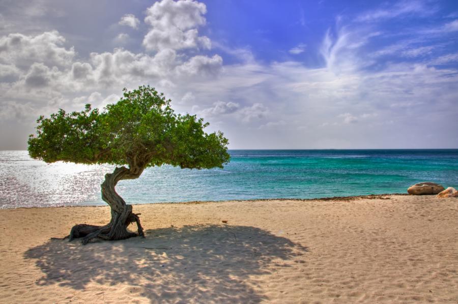 Aruba’s Eagle Beach Fofoti Tree