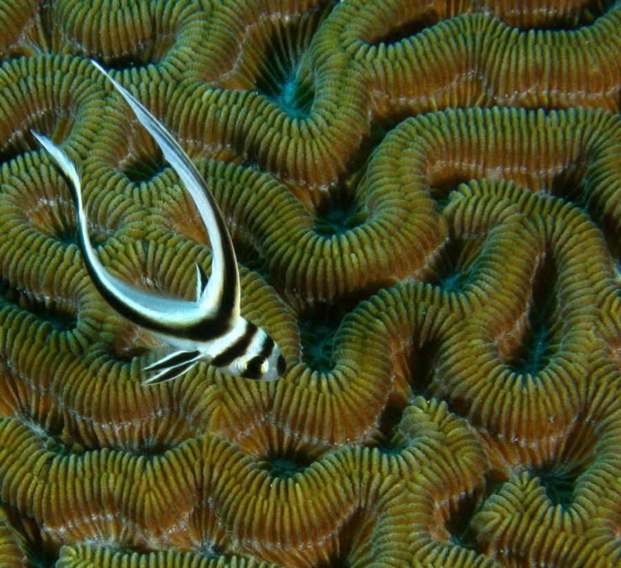 Juvenile Spotted Drum on Brain Coral