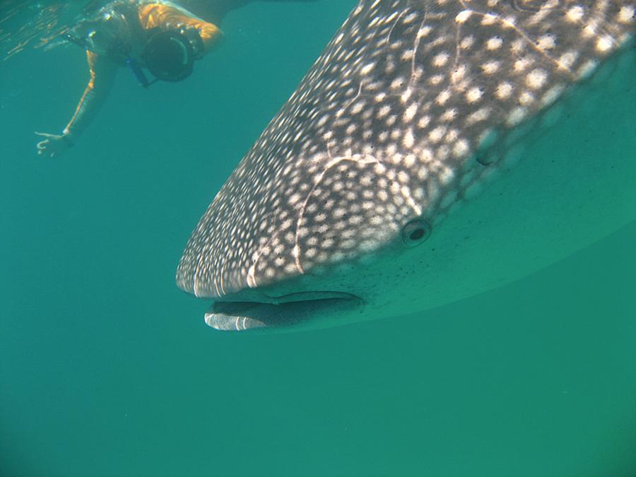 whaleshark