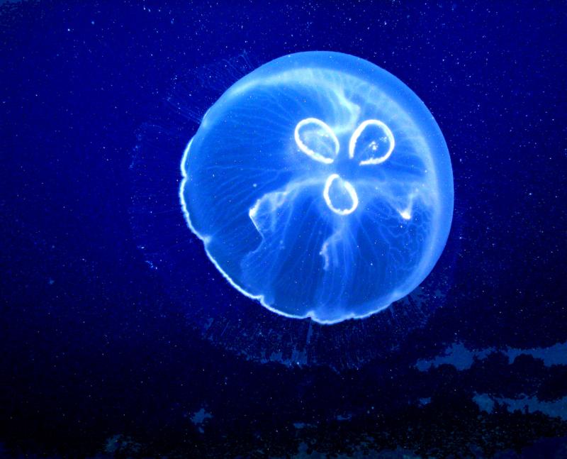 moon jellyfish