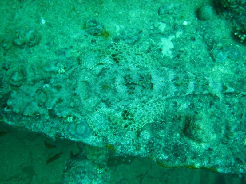 crocodile  fish