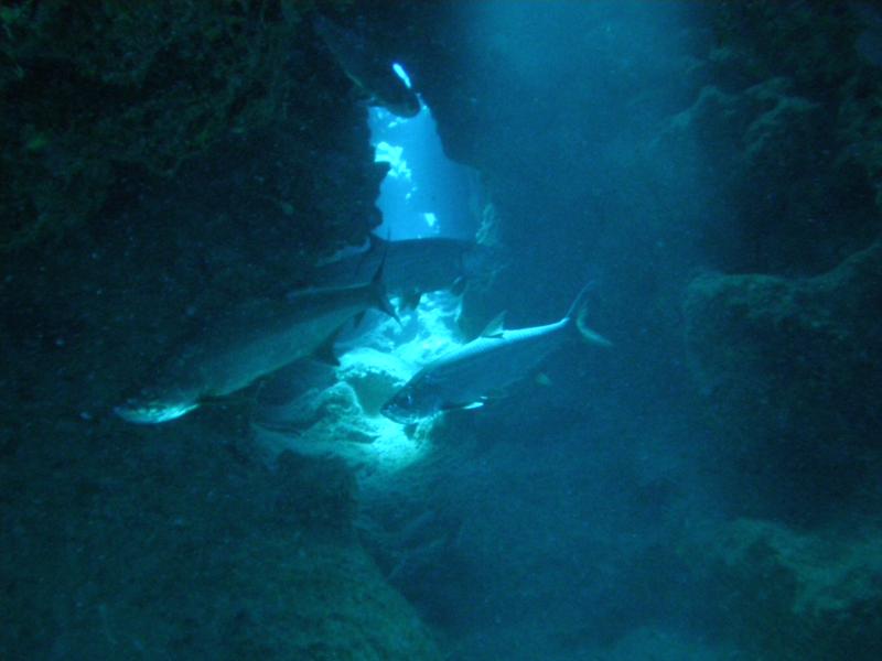 Trinity Caves, Grand Cayman