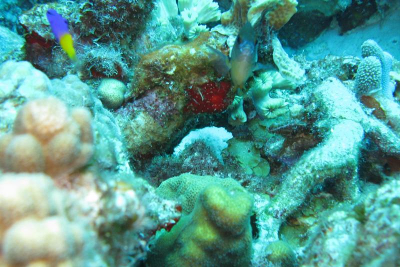 Small Red Frogfish, Bonaire