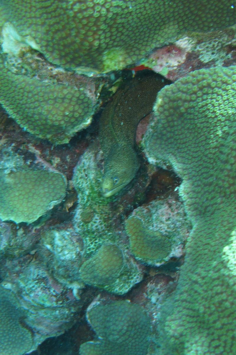 Mi Dushi Dive Site, Bonaire 2008