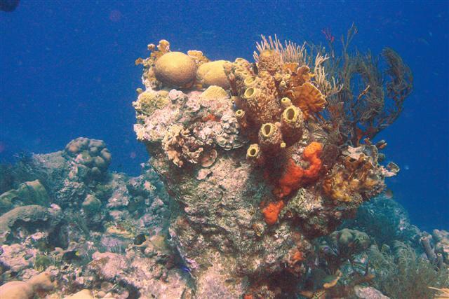 Rock Pile Dive Site, Bonaire 2008