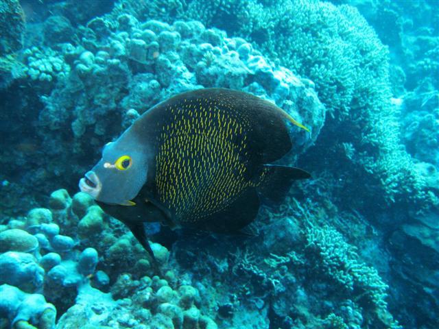 Angelfish, 1000 Steps- Bonaire 2008